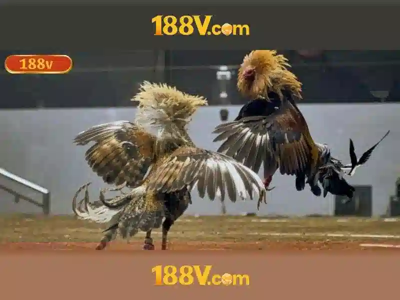 Kết luận về 188v và tương lai