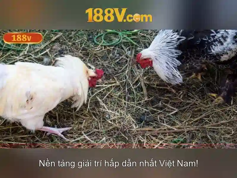 Giao diện người dùng 188v trên desktop và di động